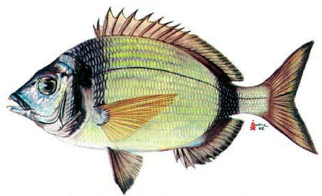 Diplodus vulgaris_10.jpg